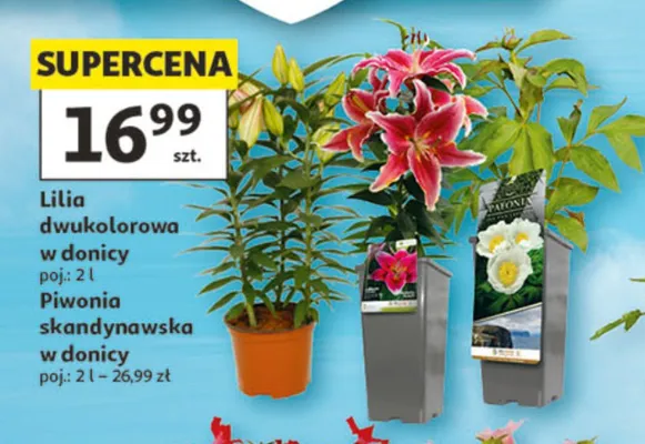 Piwonia skandynawska w donicy promocja w Auchan