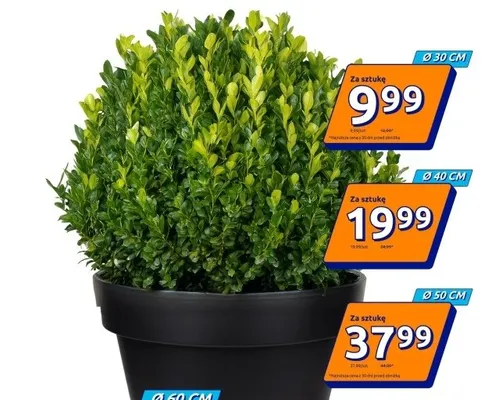 Doniczka Ø30cm promocja w Action