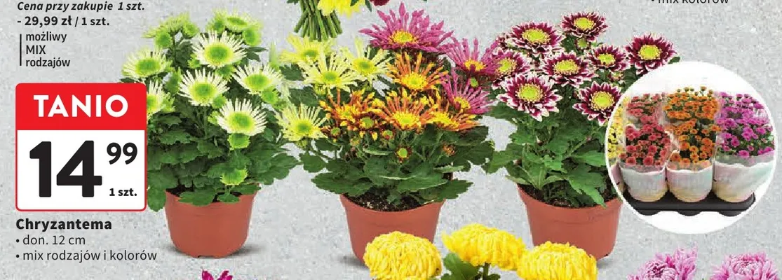 Chryzantema don. 12 cm promocja w Intermarche