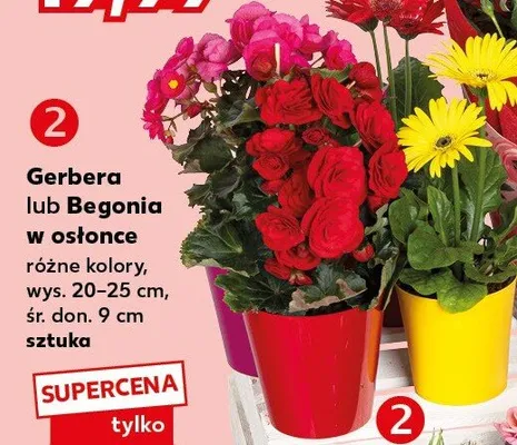 Gerbera lub Begonia w osłonce promocja w Kaufland