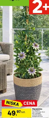 Męczennica łac. passiflora wys.: 75cm, poj.: 19cm promocja w Leroy Merlin