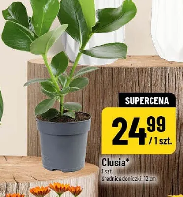 Clusia promocja w POLOmarket