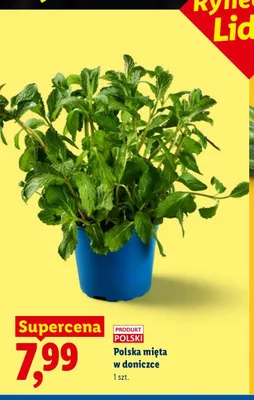 Mięta w doniczce polska promocja w Lidl