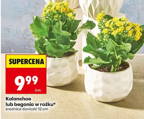 Kalanchoe w różku średnica doniczki 12cm promocja w Biedronka