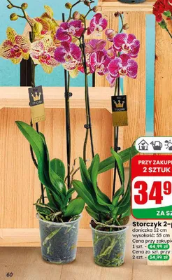 Storczyk 2-pędowy doniczka 12 cm promocja w Dino