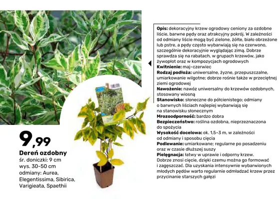 Dereń ozdobny Elegentissima śr. doniczki 9 cm wys. 30-50 promocja w Bricomarche