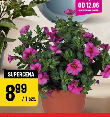 Calibrachoe promocja w POLOmarket