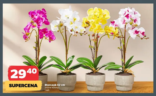 Storczyk 52 cm promocja w Netto