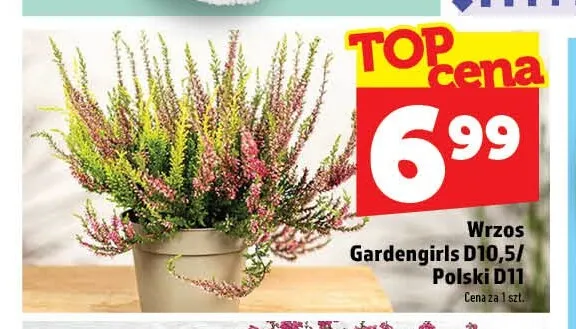 Wrzos Polski promocja w TOPAZ
