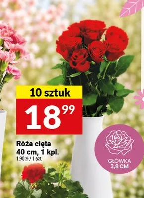 Róża cięta 40cm promocja w Twój Market