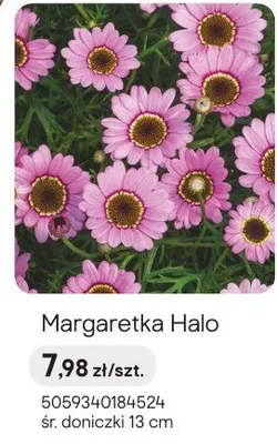Margaretka Halo promocja w Castorama