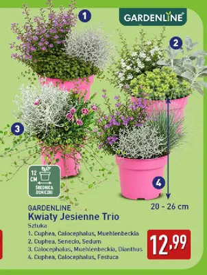 Kwiaty jesienne Trio Cuphea Senecio Sedum Gardenline promocja w Aldi