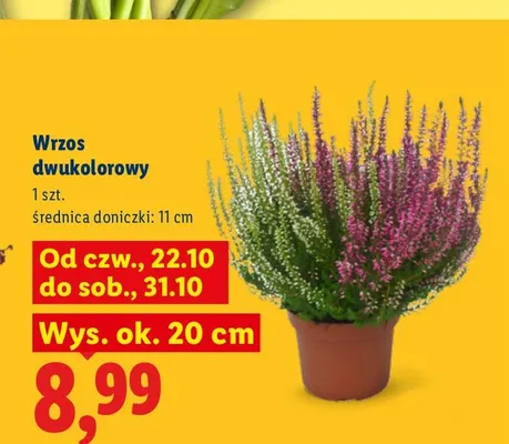 Wrzos dwukolorowy promocja w Lidl
