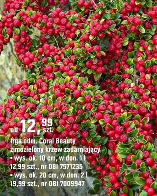 Irga odm. Coral Beauty zimozielony krzew zadarniający promocja w OBI