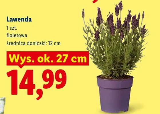 Lawenda promocja w Lidl