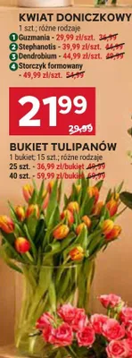 Bukiet tulipanów promocja w Stokrotka