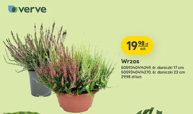 Wrzos śr. doniczki 23 cm Verve promocja w Castorama
