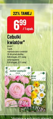 Cebulki kwiatów Jaskier azjatycki różowy Carderin promocja w POLOmarket