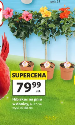 Hibiskus na pniu w donicy promocja w Auchan