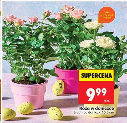 Róża w doniczce średnica doniczki 10.5cm promocja w Biedronka