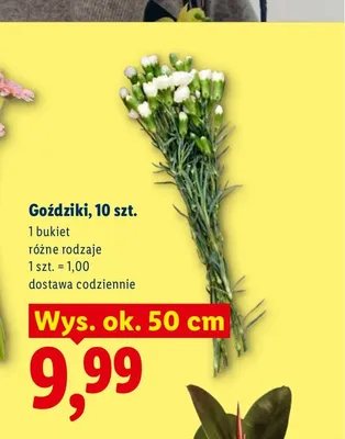 Goździki promocja w Lidl