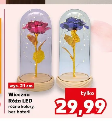 Wieczna Róża LED wys. 21cm promocja w Kaufland