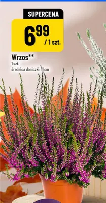 Wrzos promocja w POLOmarket