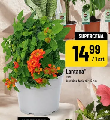 Lantana promocja w POLOmarket