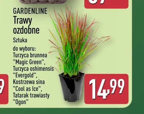 Trawy ozdobne Turzyca brunnea Magic Green Gardenline promocja w Aldi