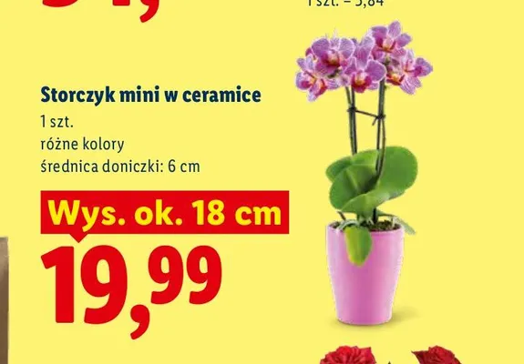 Storczyk mini w ceramice promocja w Lidl