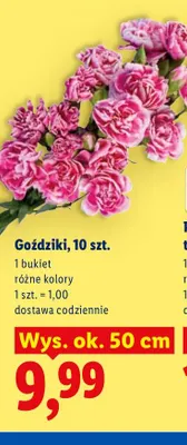 Goździki 10-pak promocja w Lidl