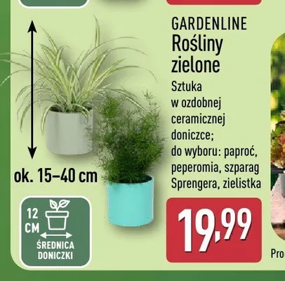 Rośliny zielone Gardenline promocja w Aldi