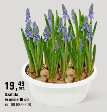 Szafirki promocja w OBI