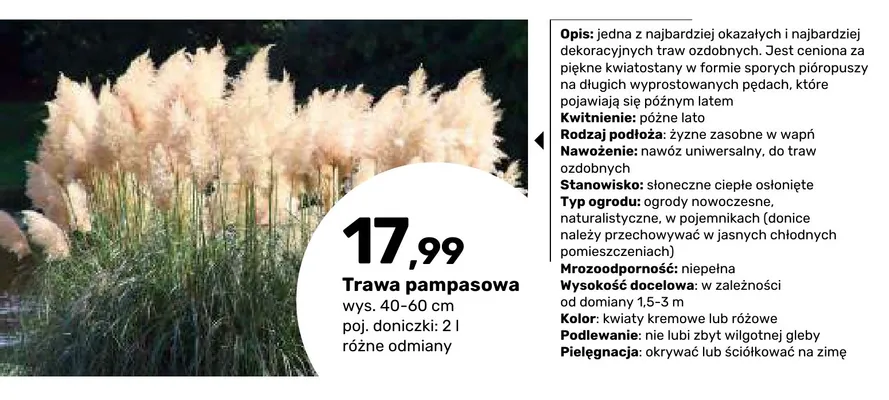 Trawa pampasowa promocja w Bricomarche