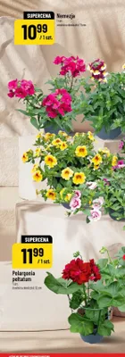 Pelargonia peltatum promocja w POLOmarket