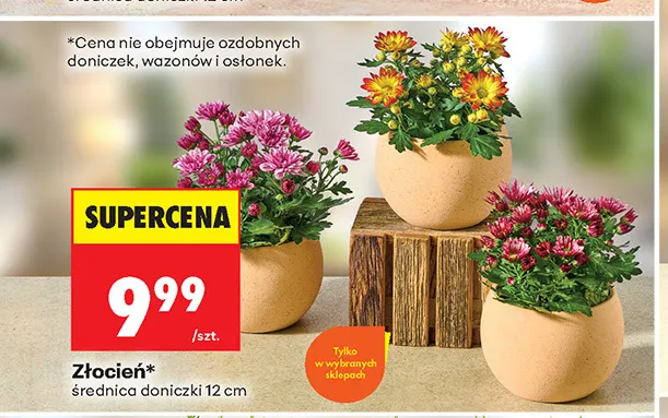 Złocień promocja w Biedronka