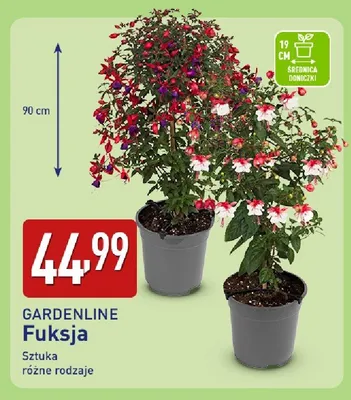 Fuksja promocja w Aldi
