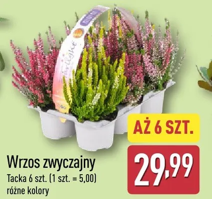 Wrzos zwyczajny Aldi promocja w Aldi