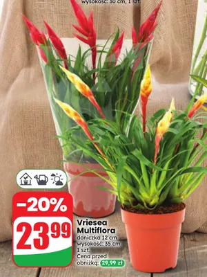 Vriesea Multiflora promocja w Dino
