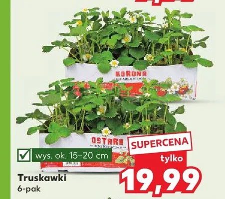 Truskawki wys. 15-20cm 6-pak promocja w Kaufland