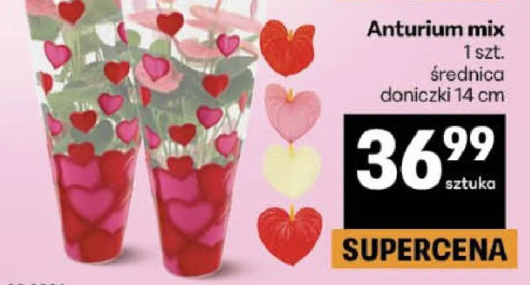 Anturium mix promocja w Delikatesy Centrum