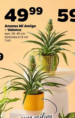 Ananas Mi Amigo - Valence promocja w Netto