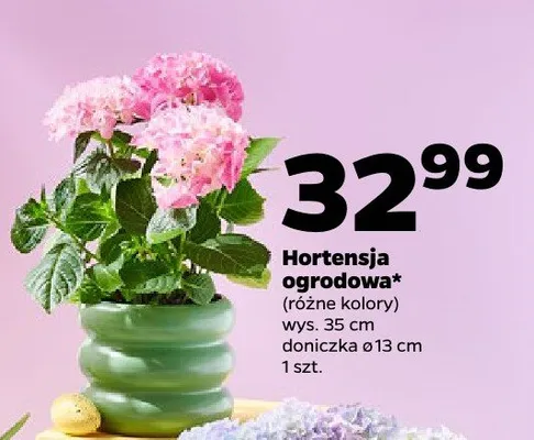 Hortensja ogrodowa (różne kolory) promocja w Netto