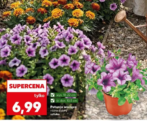 Petunia wisząca różne kolory promocja w Kaufland