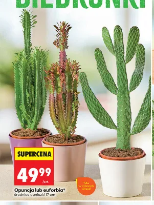 Opuncja średnica doniczki 17 cm promocja w Biedronka