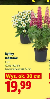 Byliny rabatowe promocja w Lidl