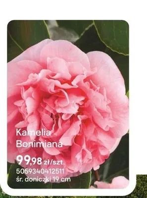 Kamelia Bonimiana promocja w Castorama