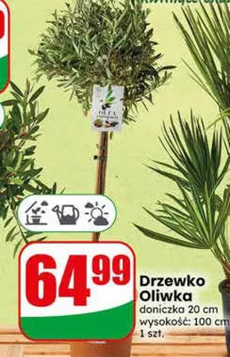 Drzewko oliwka promocja w Dino