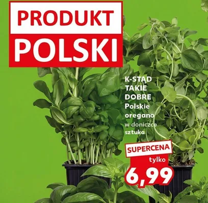 Oregano w doniczce sztuka promocja w Kaufland