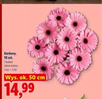 Gerbery 10szt. wys. ok. 50cm promocja w Lidl
